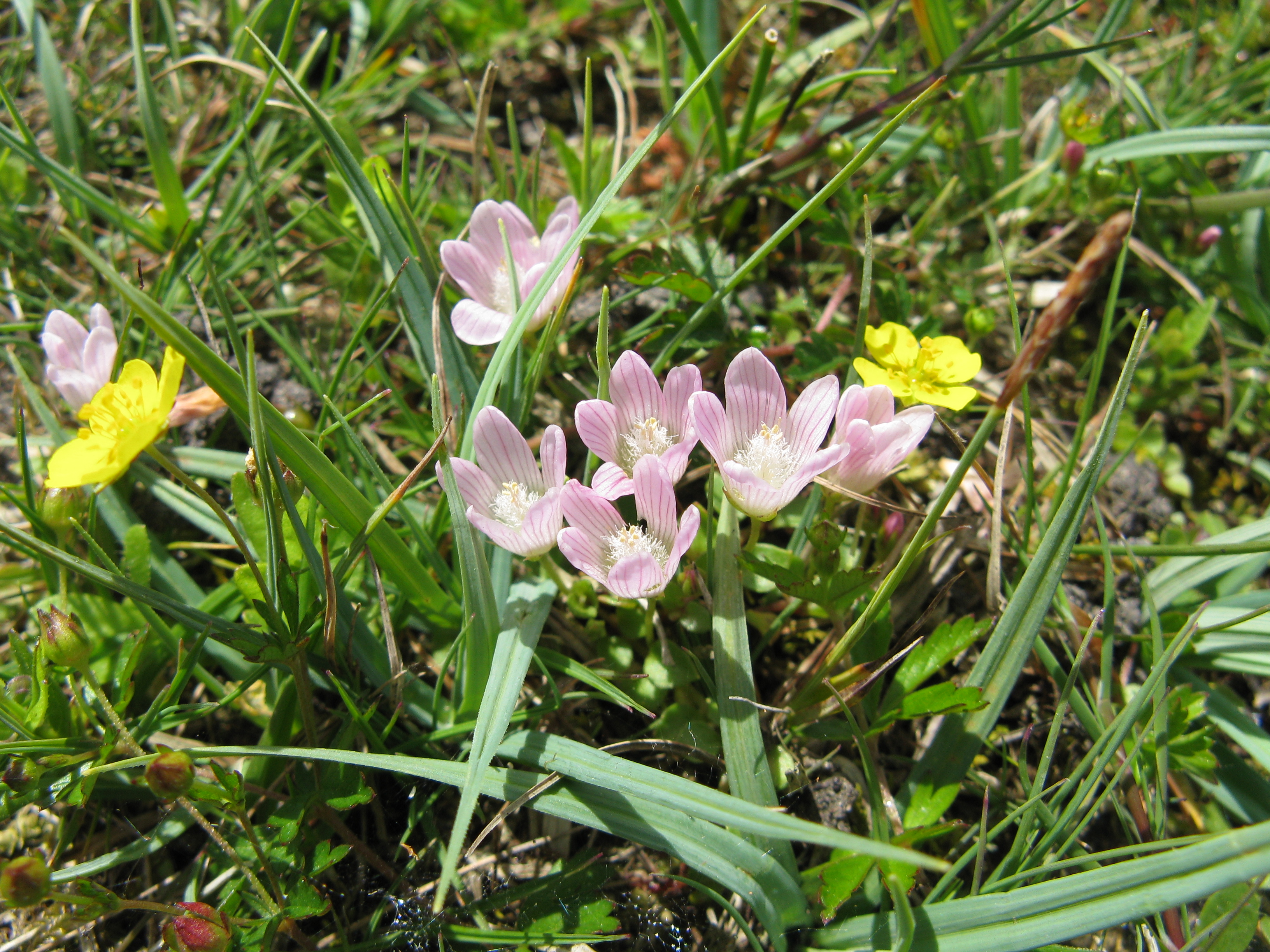 Bog Pimpernel, New Forest
