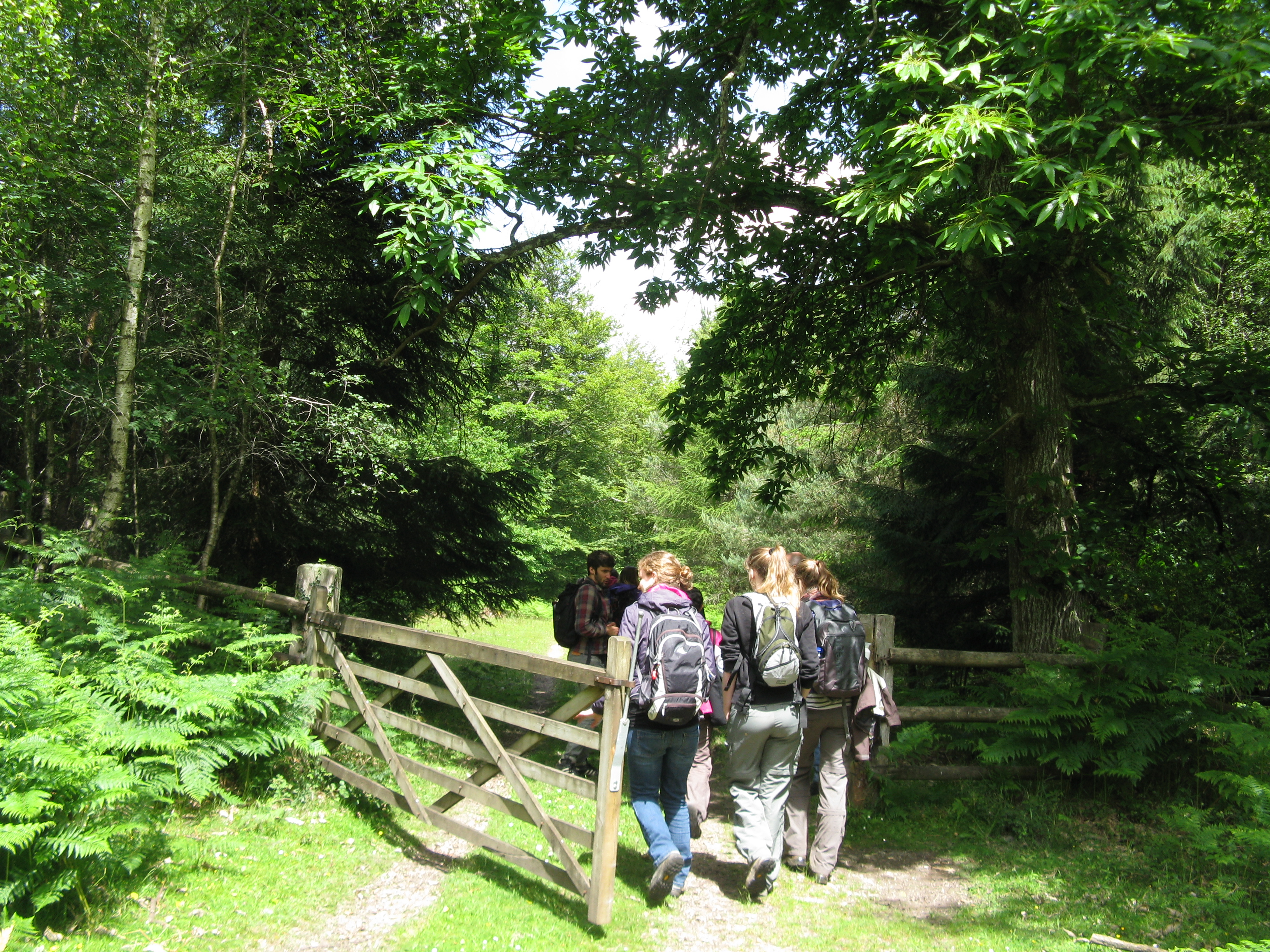 The New Forest, southern England
