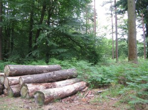 Photo credit: Emma McIntosh