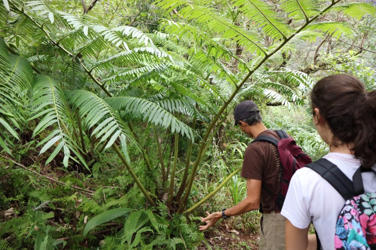 Angiopteris evecta 2