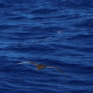 booby chasing flying fish