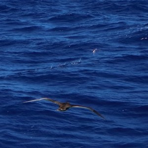 booby chasing flying fish