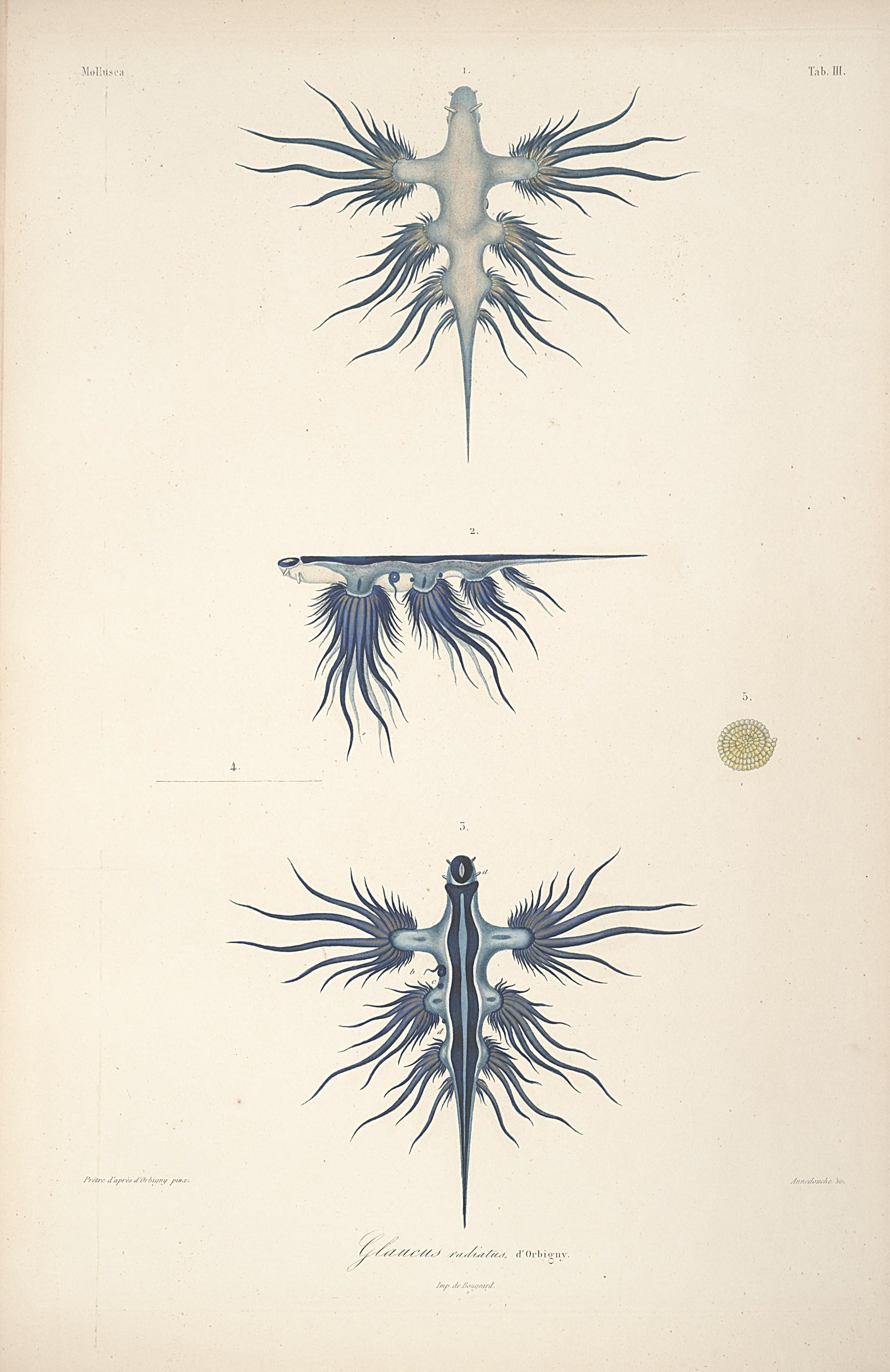 Glaucus atlantics Credit: Biodiversity Heritage Library